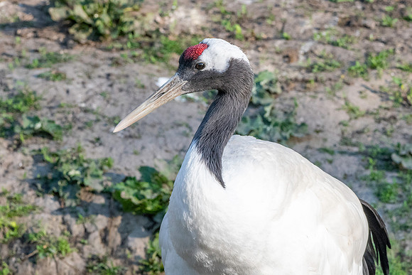 Red crowned crane