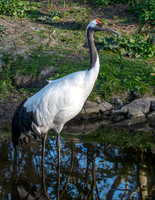 Red crowned crane