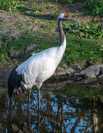Red crowned crane