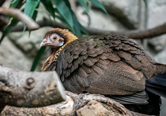 Red junglefowl, female