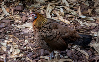 Red junglefowl, female