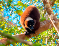 Red ruffed lemur