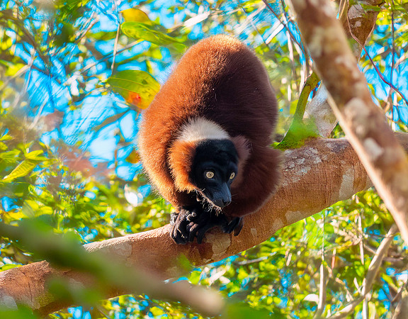Red ruffed lemur