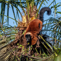 Red ruffed lemur