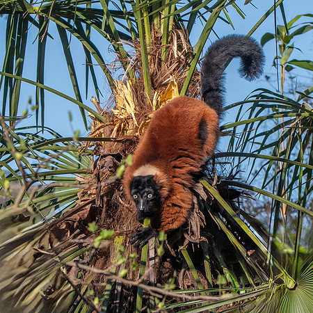 Red ruffed lemur