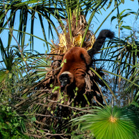 Red ruffed lemur