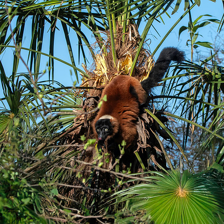 Red ruffed lemur