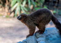 Red bellied lemur