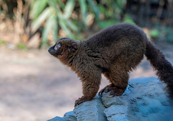 Red bellied lemur