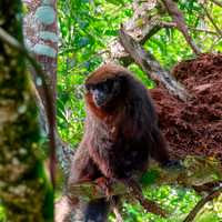 Red titi