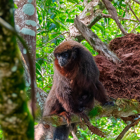 Red titi