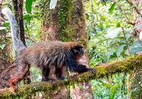 Red titi