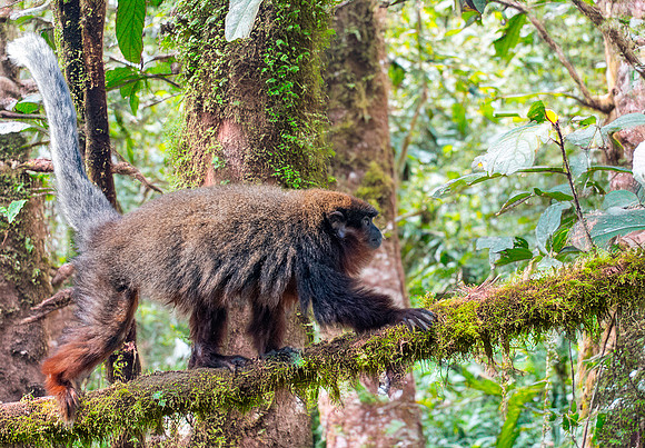 Red titi