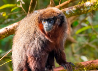 Red titi