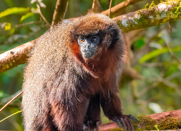 Red titi