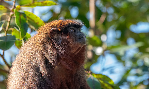 Red titi