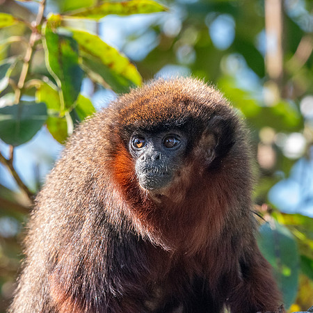 Red titi
