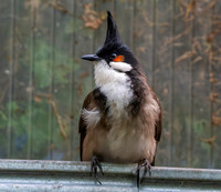 Red whiskered bulbul