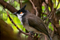 Red whiskered bulbul