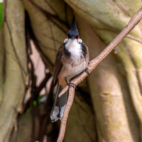 Red whiskered bulbul