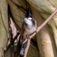 Red whiskered bulbul