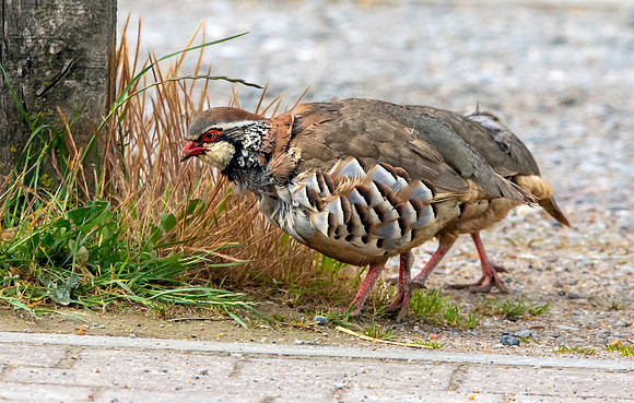 Red legged partridge