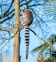 Ring tailed lemur