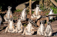 Ring tailed lemur