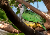 Rose crowned fruit dove