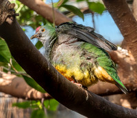 Rose crowned fruit dove