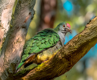 Rose crowned fruit dove