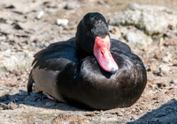 Rosybill pochard