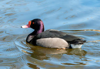 Rosybill pochard