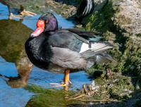Rosybill pochard