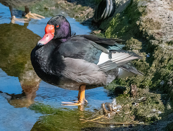 Rosybill pochard