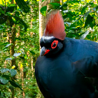 Roul roul partridge
