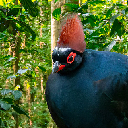 Roul roul partridge
