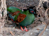 Roul roul partridge, female