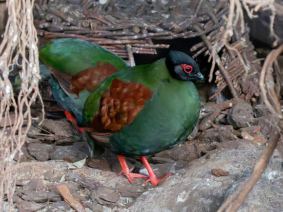 Roul roul partridge, female