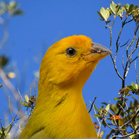 Saffron finch