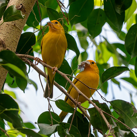 Saffron finch