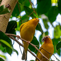 Saffron finch