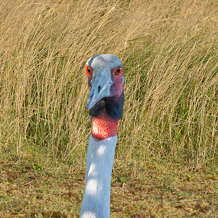 Sarus crane