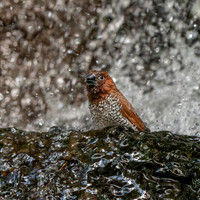 Scaly breasted munia