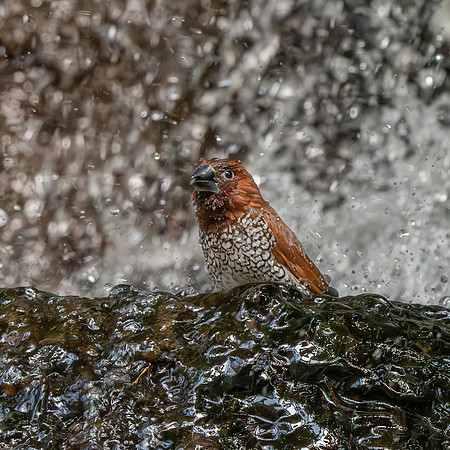 Scaly breasted munia