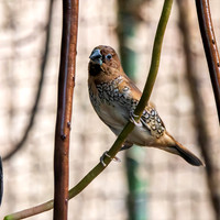 Scaly breasted munia