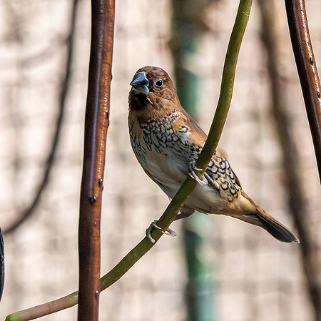 Scaly breasted munia
