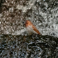 Scaly breasted munia