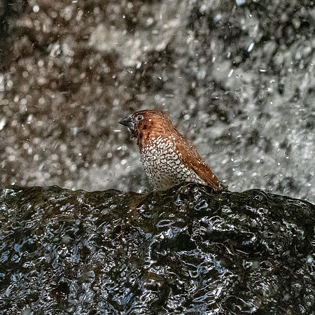 Scaly breasted munia