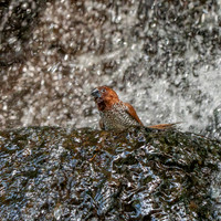Scaly breasted munia